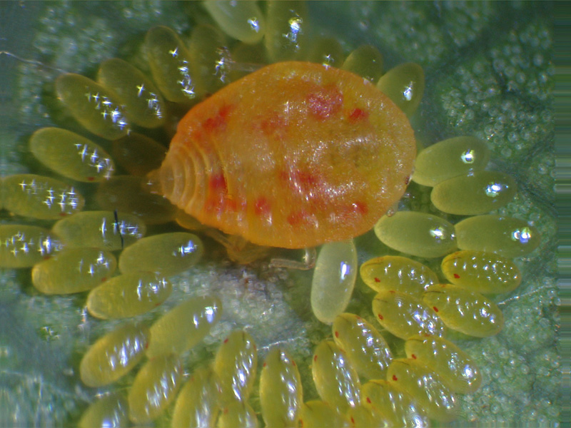 Phylloxera quercus